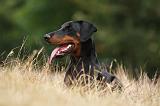 DOBERMANN 1232